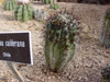 Copiapoa calderana