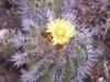 Copiapoa calderana