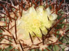 Copiapoa calderana