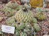 Coryphantha calipensis