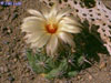 Coryphantha calipensis