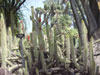 Cleistocactus candelilla