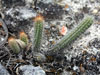 Corryocactus chachapoyensis