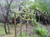 Cylindropuntia cholla