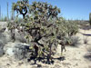 Cylindropuntia cholla