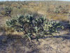 Cylindropuntia cholla