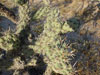 Cylindropuntia cholla