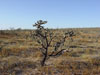 Cylindropuntia cholla