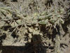 Cylindropuntia cholla