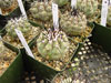 Copiapoa cinerea