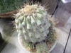 Copiapoa cinerea