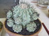 Copiapoa cinerea