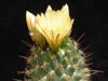 Coryphantha georgii