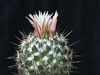 Coryphantha clavata