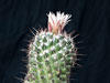 Coryphantha clavata