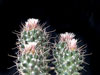 Coryphantha clavata