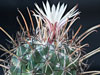 Coryphantha clavata