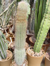 Cephalocereus columna-trajani