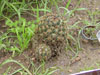 Coryphantha compacta