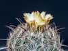 Coryphantha compacta