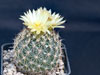 Coryphantha compacta