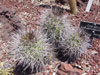 Copiapoa coquimbana