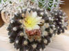 Copiapoa coquimbana