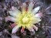 Copiapoa coquimbana