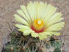 Coryphantha cornifera