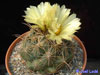 Coryphantha delaetiana