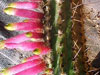 Cleistocactus dependens