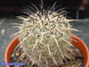 Coryphantha difficilis