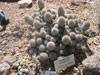 Coryphantha durangensis