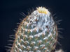 Coryphantha durangensis