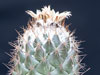 Coryphantha durangensis