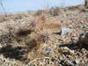 Cylindropuntia echinocarpa