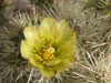 Cylindropuntia echinocarpa