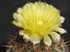 Coryphantha echinoidea