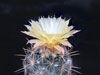 Coryphantha echinoidea