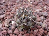 Copiapoa echinoides