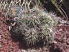 Copiapoa echinoides