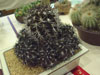 Copiapoa echinoides