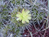 Copiapoa echinoides