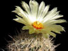 Coryphantha echinus