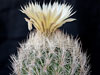 Coryphantha echinus