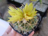 Coryphantha elephantidens