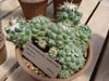 Coryphantha elephantidens