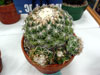 Coryphantha elephantidens