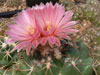 Coryphantha elephantidens