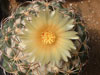 Coryphantha elephantidens